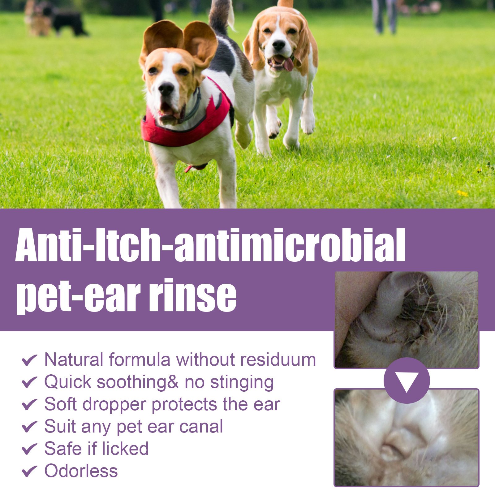 118ml Pet Ear Rinse Cleaner With Glycerin & Disodium EDTA, Anti-Itch Antimicrobial Ear Wash For Dogs Cats, Alcohol-Free Gentle Ear Cleanser With Cotton Swabs - Image 3