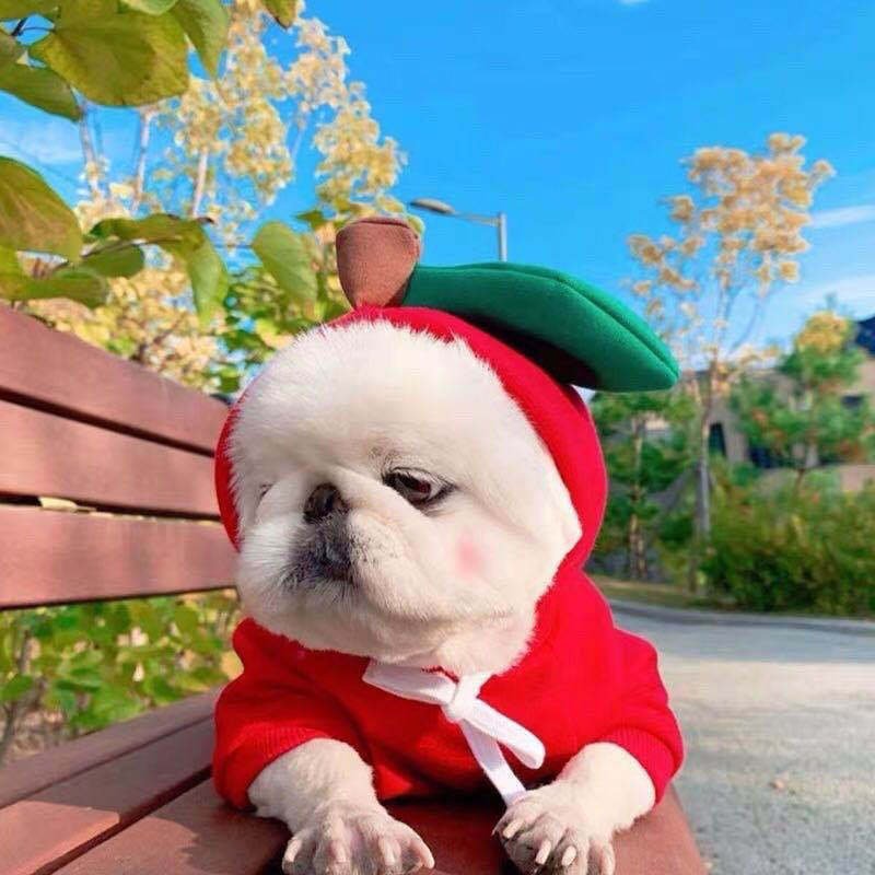 Cute Fruit Dog Clothes For Small Dogs Hoodies Winter Warm Fleece Pet Clothing Puppy Cat Costume Coat For French Chihuahua Outfit - Image 7