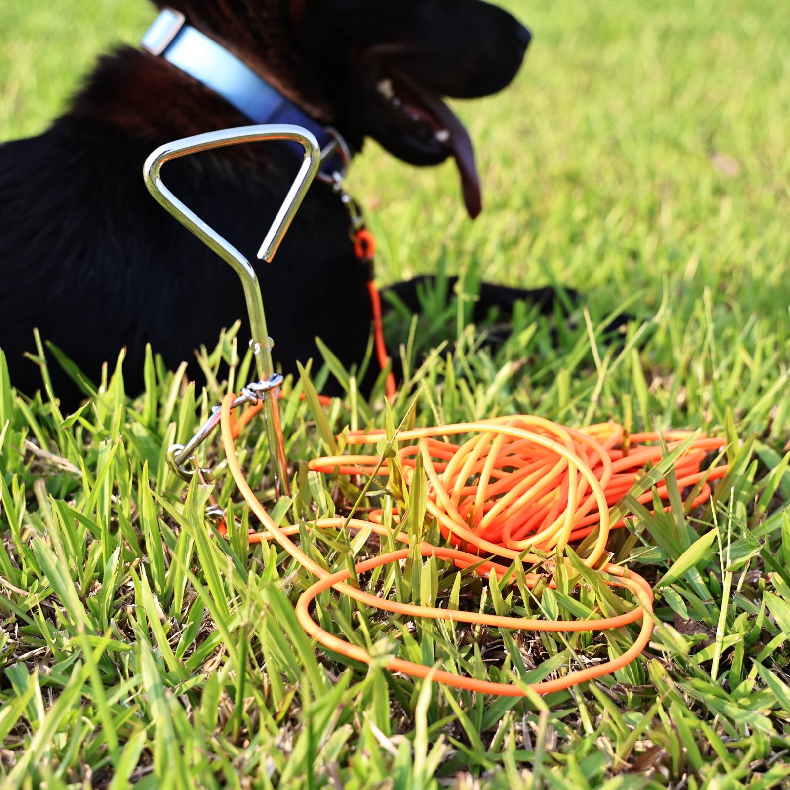 Ground Stake Fixed Dog Leash Allows Your Beloved Dog To Play More Freely - Image 3