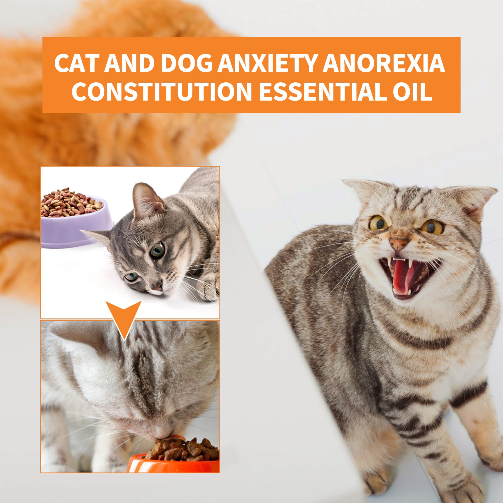Pet Calming Hemp Oil For Dogs & Cats, Natural Anxiety Relief Supplement, Improve Appetite & Support Pet Health, 30ml - Image 6
