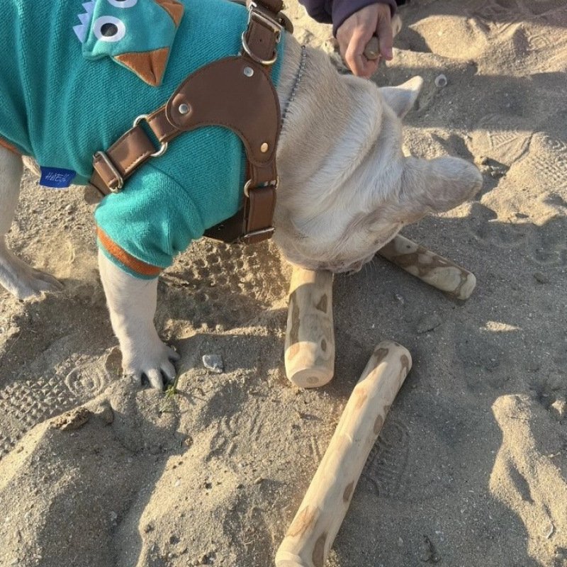 Natural Coffee Wood Pet Dog Bite Toy - Image 2