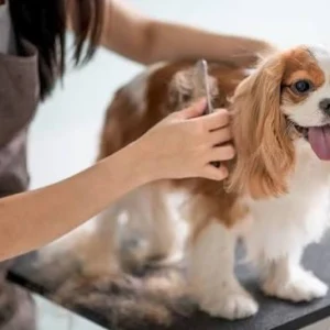 Pet Groomings
