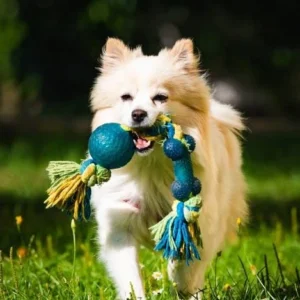 Pet Toys