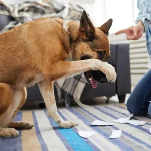 Dog Training & Behavior