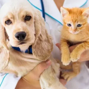 Dog & Cat Health & Wellness