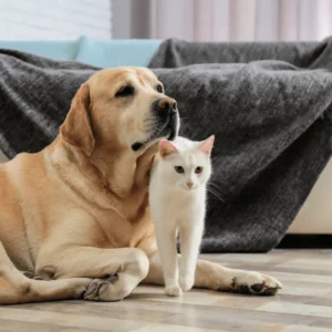 Dog & Cat Home & Lifestyle