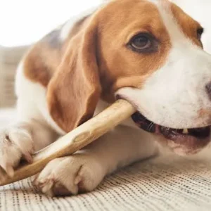 Dog Treats & Chews