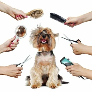 Dog & Cat Grooming